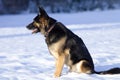 German Shepherd Dog in winter play in snow field Royalty Free Stock Photo