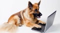 German Shepherd Dog working on laptop computer