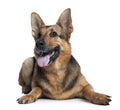 German shepherd dog, 10 years old Royalty Free Stock Photo