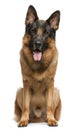 German Shepherd Dog, 3 years old Royalty Free Stock Photo