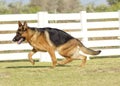 German Shepherd Dog Royalty Free Stock Photo