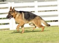 German Shepherd Dog Royalty Free Stock Photo