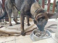 German shepherd dog young puppy eating the bone, meat or granula. Royalty Free Stock Photo