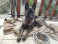 German shepherd dog young puppy eating the bone, meat or granula. Royalty Free Stock Photo