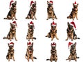 German Shepherd Dogs in Santa Hats Sitting on White Background Royalty Free Stock Photo