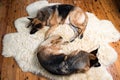 German Shepherd Dogs sleeping on sheepskin rug.Home Swee Home. Time to relax. Top View