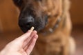 German shepherd eating a pill , muzzle close -up. Prevention and treatment of animals.