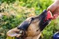 German shepherd eats watermelon from his owner`s hand on a hot summer day