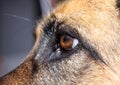 German Shepherd Eye