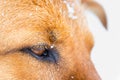 German Shepherd Eyeing the Snow