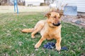 A German Shepherd Farm Dog