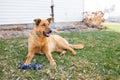 A German Shepherd Farm Dog