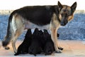 German Shepherd feeding her children under the sunlight with a wall on the background