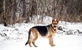 German Shepherd Royalty Free Stock Photo