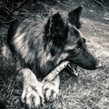 The German Shepherd gnaws a stick. Royalty Free Stock Photo