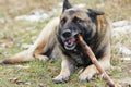 German Shepherd Gnaws The Stick Royalty Free Stock Photo