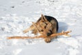 Dog german shepherd gnaws a stick on the snow Royalty Free Stock Photo