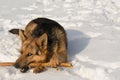 A German shepherd dog gnaws a stick on the snow and looks slyly at the camera Royalty Free Stock Photo