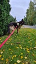 German shepherd goes for a walk Royalty Free Stock Photo