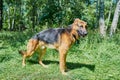 German shepherd on the grass