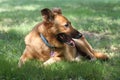 German shepherd on a green grass of a summer field Royalty Free Stock Photo