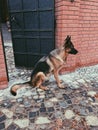 German shepherd guarding the gate.