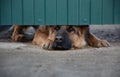 German shepherd guarding the house.