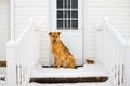 German Shepherd Guards the House Royalty Free Stock Photo