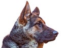 German shepherd head profile Royalty Free Stock Photo