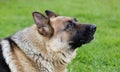 German shepherd howls. Close-up of the head of a howling dog