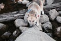 German shepherd husky puppy Royalty Free Stock Photo