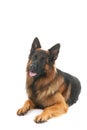 German shepherd isolated over white background Royalty Free Stock Photo