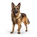 German Shepherd Isolated On White Created With Generative AI. Big Dog With Brown Fur.