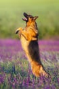 German shepherd  jump in violet flowers field Royalty Free Stock Photo