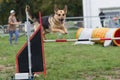 German shepherd jumping bar obstacle on agillity show competition Royalty Free Stock Photo