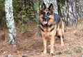 German Shepherd K9 Police dog Royalty Free Stock Photo