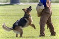 German Shepherd In K-9 Police Training