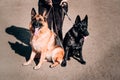 German shepherd kennel, high-quality breeding of thoroughbred working dogs. Two charming female German shepherds of Royalty Free Stock Photo