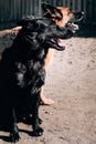 German shepherd kennel, high-quality breeding of thoroughbred working dogs. Two charming female German shepherds of black and Royalty Free Stock Photo