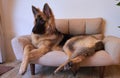 German shepherd king lying on sofa Royalty Free Stock Photo