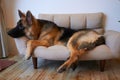 German shepherd king lying on sofa Royalty Free Stock Photo