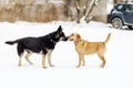 German shepherd and Labrador, sniffing each other