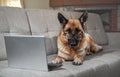 Charming worker lies at home in living room and does his job. Creative dog at remote work online. German Shepherd in large glasses Royalty Free Stock Photo