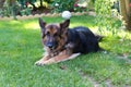 German shepherd laying in a gardem Royalty Free Stock Photo