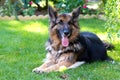 German shepherd laying in a gardem Royalty Free Stock Photo