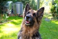 German shepherd laying in a gardem Royalty Free Stock Photo
