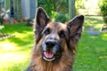 German shepherd laying in a gardem Royalty Free Stock Photo
