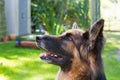 German shepherd laying in a gardem Royalty Free Stock Photo