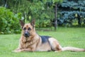 German Shepherd Royalty Free Stock Photo