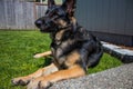 German shepherd Royalty Free Stock Photo